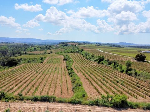 Cultivar en suelo rústico: usos agrícolas permitidos en terreno no urbanizable Cultivo agrícola en terreno no urbanizable aprovechando usos legales del suelo rústico