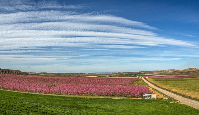 Camino rural entre campos de cultivo y vegetación, ejemplo de planificación y materiales para caminos rurales eficientes