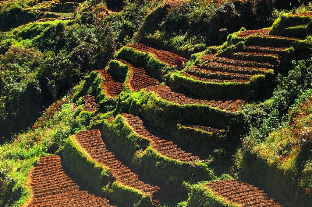 Pendiente moderada del terreno agrícola: control de erosión y aprovechamiento del agua Cultivos adaptados a una pendiente moderada con terrazas agrícolas para conservar el suelo fértil