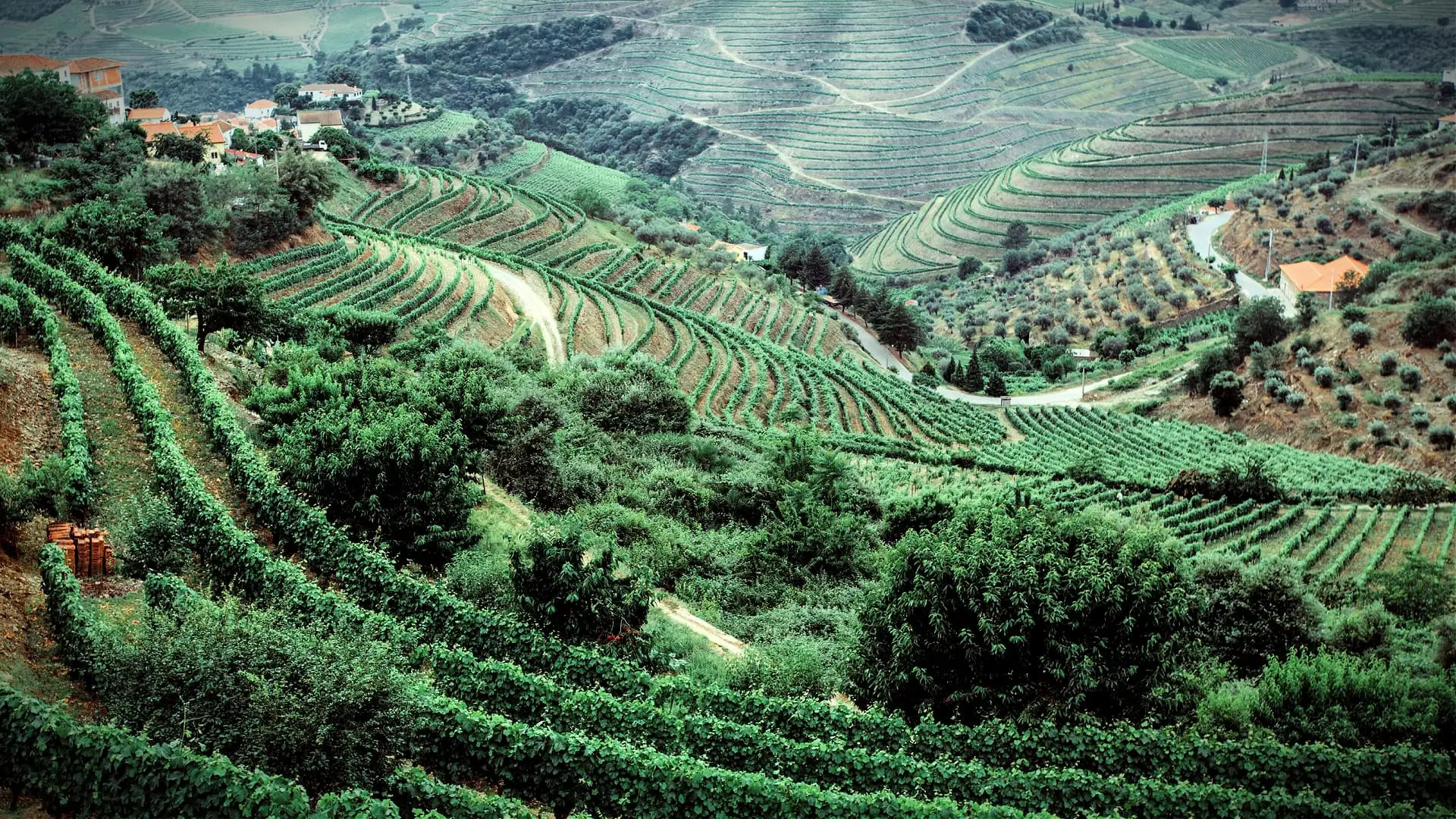 Pendiente fuerte en agricultura: estrategias para conservar el suelo y mejorar el rendimiento Pendiente fuerte del terreno agrícola con bancales verdes para proteger el suelo y aprovechar el espacio