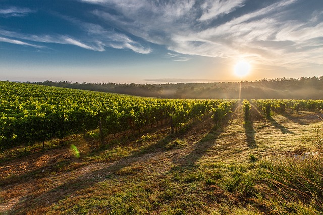 Energía solar aplicada a viñedos y cultivos rurales Viñedo rural aprovechando la energía solar en la agricultura