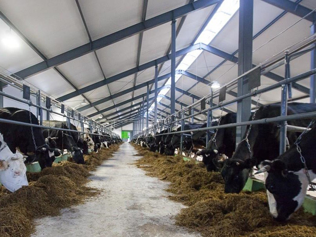 Interior de nave ganadera con pasillo central y sistema de alimentación diseñado para maximizar el espacio y la higiene
