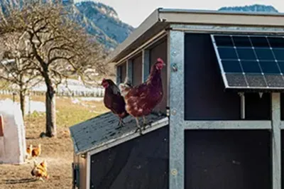Nave avícola con panel sándwich en entorno rural gallinero de panel sándwich instalado en granja rural