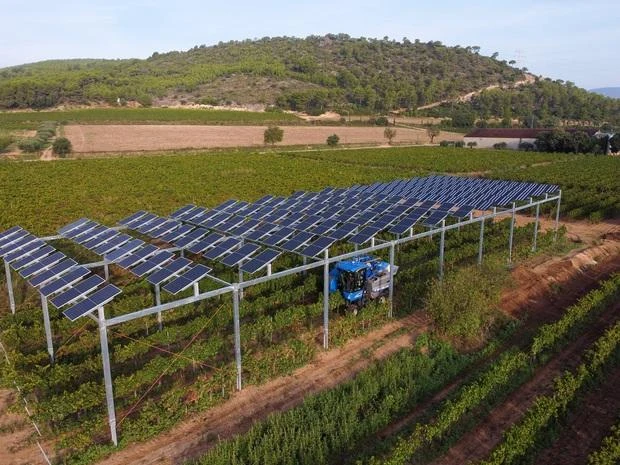 instalación agrovoltaica en cultivo con paneles solares elevados en finca agrícola de Mallorca